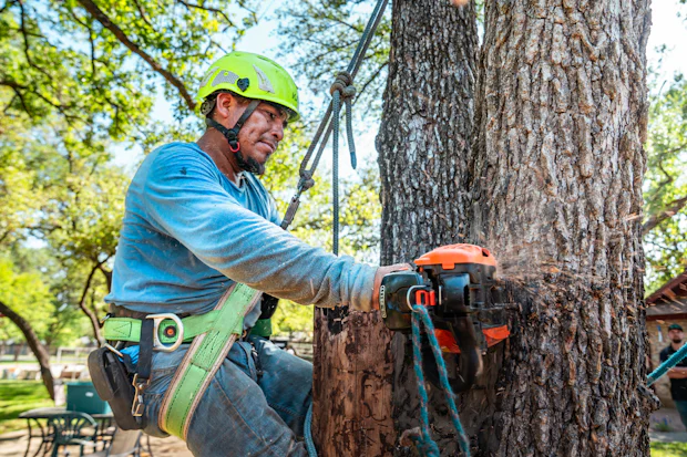 A climbing arborist in a helmet and harness beside a trunk, saw clipped to the saddle.